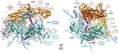 Bacterial RNA Polymerase-DNA Interaction—The Driving Force of Gene Expression and the Target for Drug Action